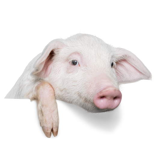 ข้าวหมูทอดราดซอสมะขาม